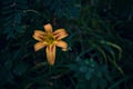 Orange and yellow lily in a forest seen up close