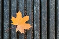 Orange and yellow maple leaf on bench Royalty Free Stock Photo