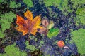 Orange and yellow maple leaf laying in duckweed covered forest lake