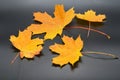 4 orange and yellow maple leaves on a gray slate tile, as a fall nature background Royalty Free Stock Photo