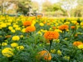 Orange and yellow marigold flowers or zinnia flower blooming in garden. Royalty Free Stock Photo