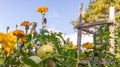 Orange and yellow marigold growing next to tomatoes for a companion planting in a raised bed permaculture garden. Used for organic Royalty Free Stock Photo