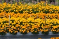 Orange Marigolds flower fields, selective focus Royalty Free Stock Photo