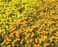 Orange and yellow marigolds