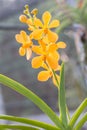 Orange, Yellow Mokara orchid in farm.