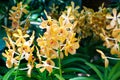 Orange, yellow mokara orchids stem (Tammy, Punnee, Chitti, Tangerine) green leaves as background. Royalty Free Stock Photo