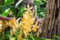 Orange, yellow mokara orchids stem (Tammy, Punnee, Chitti, Tangerine) green leaves as background. Royalty Free Stock Photo