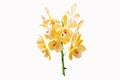 Orange, yellow mokara orchids stem (Tammy, Punnee, Chitti, Tangerine) isolated on white background. Royalty Free Stock Photo