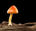 Orange and yellow mushroom on old wooden log isolated on black Royalty Free Stock Photo