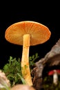 Orange and yellow mushroom on wet and humid green mossy forest floor. Isolated on black Royalty Free Stock Photo