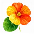 Orange and Yellow Nasturtium Flower with Green Leaf Royalty Free Stock Photo