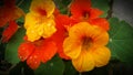 Orange and yellow Nasturtium flowers with raindrops.