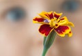 Orange yellow Marigold flower