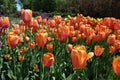 Orange, Yellow, and Peach Colored Tulips in Full Bloom