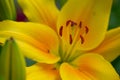 Orange yellow petals garden lily stamens and pistil macro photo. Royalty Free Stock Photo