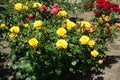 Orange, yellow, pink and red rose bushes in garden Royalty Free Stock Photo