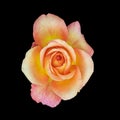 Orange yellow pink veined rose blossom on black background