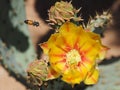 An Orange and Yellow Prickly Pear Cactus Flower with Unusual Buds Royalty Free Stock Photo