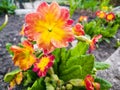 Orange and yellow primula grows in the garden Royalty Free Stock Photo