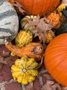 Orange and Yellow Pumpkins in Autumn During November