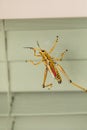 Orange. yellow and red Eastern lubber grasshopper Romalea microptera Royalty Free Stock Photo