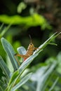 Orange. yellow and red Eastern lubber grasshopper Romalea microptera Royalty Free Stock Photo