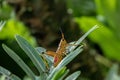 Orange. yellow and red Eastern lubber grasshopper Romalea microptera Royalty Free Stock Photo