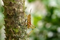 Orange. yellow and red Eastern lubber grasshopper Romalea microptera Royalty Free Stock Photo