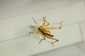 Orange. yellow and red Eastern lubber grasshopper Romalea microptera Royalty Free Stock Photo