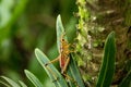 Orange. yellow and red Eastern lubber grasshopper Romalea microptera Royalty Free Stock Photo