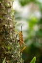 Orange. yellow and red Eastern lubber grasshopper Romalea microptera Royalty Free Stock Photo