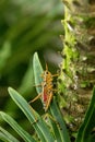 Orange. yellow and red Eastern lubber grasshopper Romalea microptera Royalty Free Stock Photo