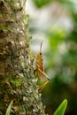 Orange. yellow and red Eastern lubber grasshopper Romalea microptera Royalty Free Stock Photo