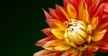 Orange, yellow and red flame colors dahlia fresh flower macro photo Royalty Free Stock Photo