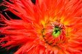 Orange, yellow and red flame dahlia flower with green center close up macro photo.