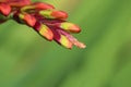 Orange, yellow and red flower bud of an African corn flag Royalty Free Stock Photo