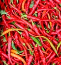 Orange, yellow red and green hot chili peppers in Jean Talon Royalty Free Stock Photo