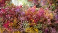 Orange yellow and red Limonium flower plants close up background