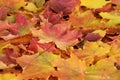 The orange yellow and red maple leafs Royalty Free Stock Photo