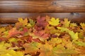 The orange yellow and red maple leafs Royalty Free Stock Photo