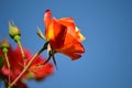 Orange yellow red rose blue sky Royalty Free Stock Photo