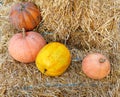 Orange and yellow ripe pumpkins lie on bales of straw Royalty Free Stock Photo