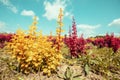 Orange and yellow Rocket Barberry Shrub bushes