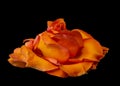 Orange yellow rose blossom vintage painting style macro, color fine art still life of a single bloom Royalty Free Stock Photo