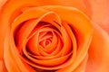 Orange with yellow rose flower, close up, floral texture Royalty Free Stock Photo