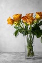 Orange yellow rose flowers bouquet in glass vase, grey background, day light Royalty Free Stock Photo