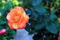 Orange and yellow Rose Royalty Free Stock Photo