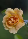 Orange Yellow Rose In Garden Royalty Free Stock Photo