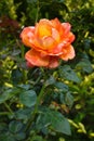 Orange and yellow rose in a rosebush with water drops on it green leaves Royalty Free Stock Photo