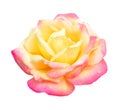 Orange yellow rose Royalty Free Stock Photo